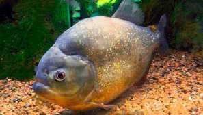 Piranha обикновен